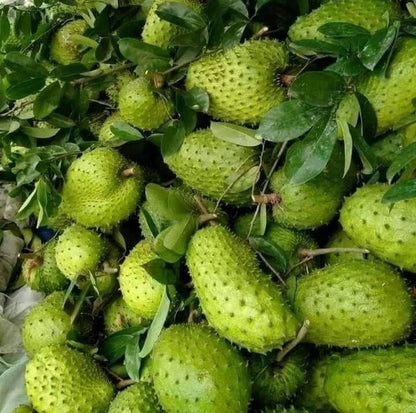 100+ 'Nigerian' Soursop Seeds (Annona muricata) – Elite West African Genetic Stock (Collectors Quality)
