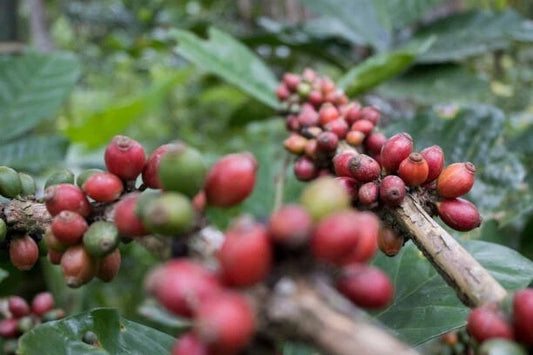 120+ Liberica Coffee Seeds (Coffea liberica) – Certified Premium Excelsa-Type Large Leaf Heritage Bean Tree Seeds for Planting