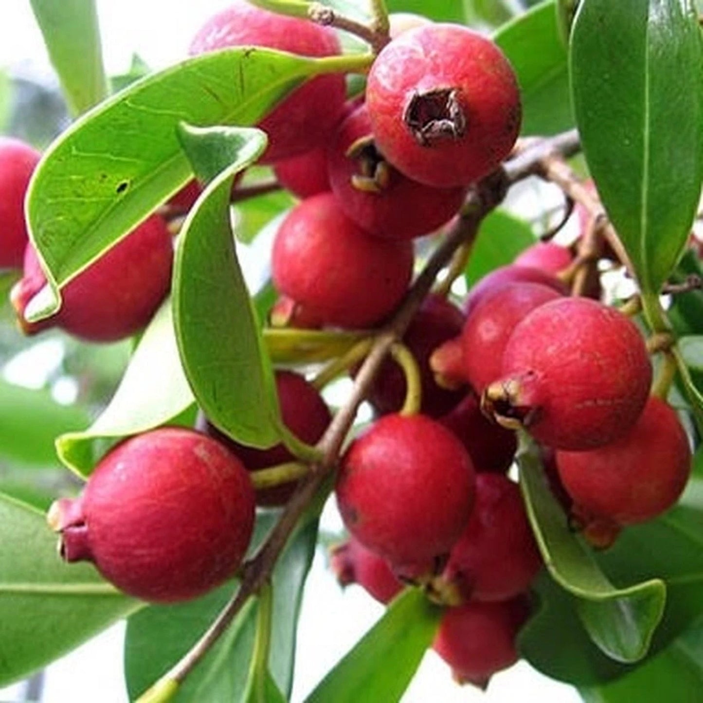 Grafted Strawberry Guava Seedling - Premium Fast Fruiting Sweet Tropical Guava Plant Optimized to Grow in Pot