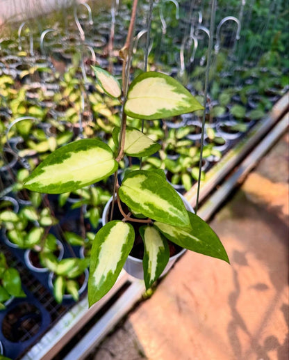 Hoya Verticillata Sp. Panglai 'Inner Variegated' – Rare Tropical Indoor Outdoor Wax Plant Certified Live Specimen for Planting
