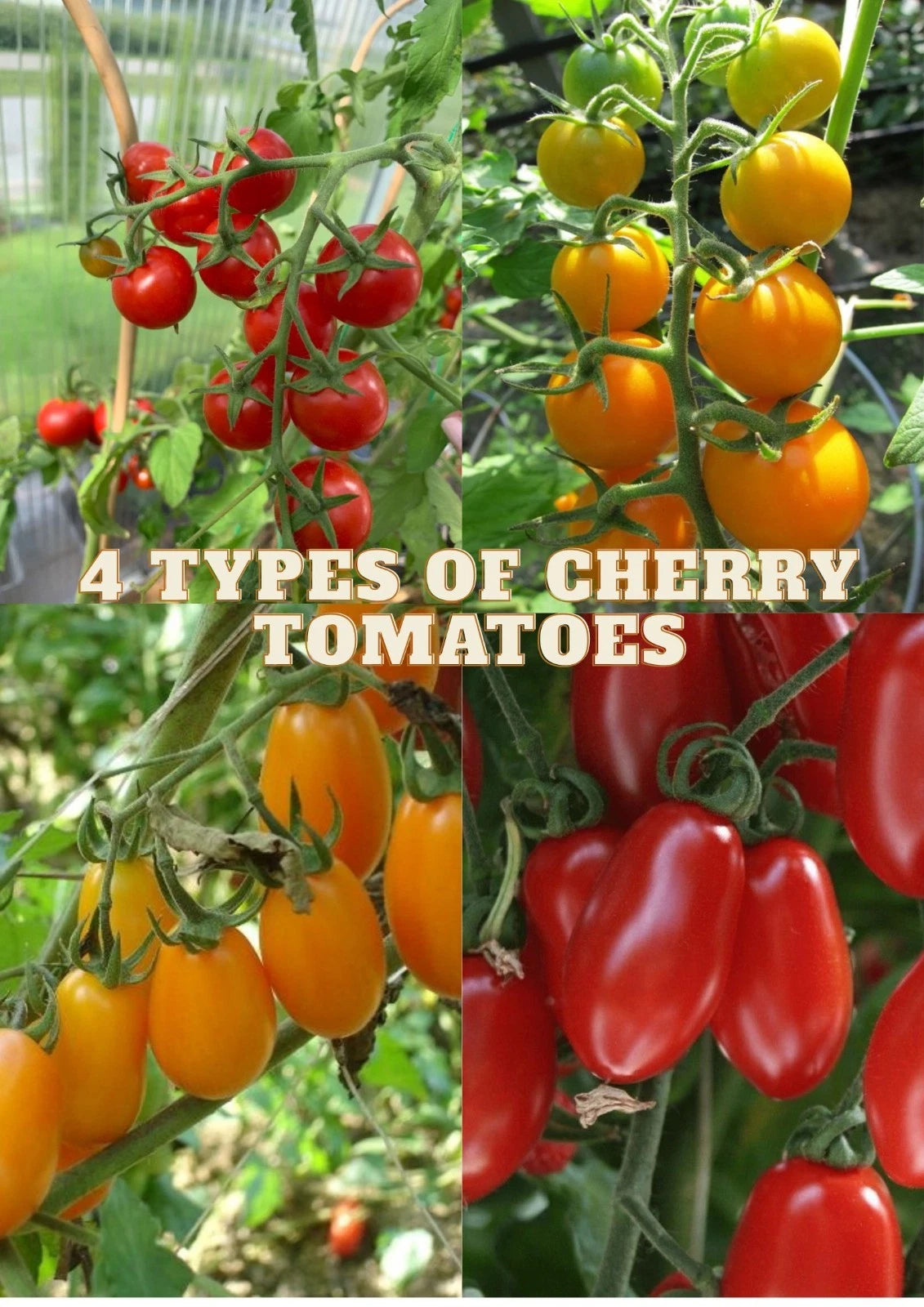 40+ Cherry Tomato Seeds (Solanum lycopersicum) – Bundling 4 Cultivar Garden Package Certified Heirloom Vegetable Seeds for Planting