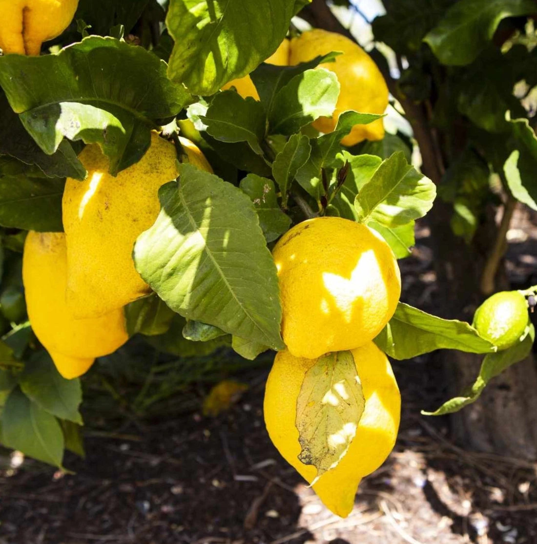 Eureka Lemon Seeds 100 pcs (Citrus limon) – Premium Certified Acidic Citrus Fruit Tree Plant Seeds for Planting