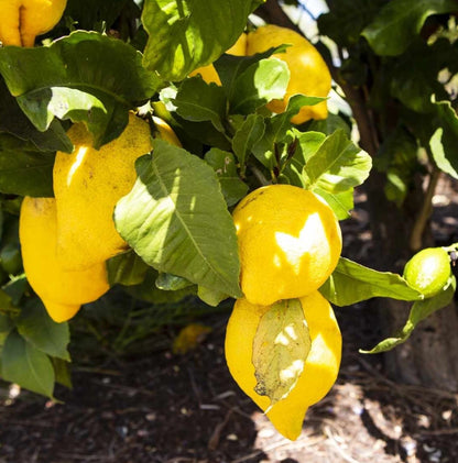 Eureka Lemon Seeds 100 pcs (Citrus limon) – Premium Certified Acidic Citrus Fruit Tree Plant Seeds for Planting