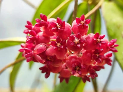 Hoya Aff. Scortechinii Borneo Seeds (Hoya scortechinii affiliate / Rare Bornean Tropical Wax Plant Seeds) – Premium Exotic Botanical Specimen Plant Seeds for Planting