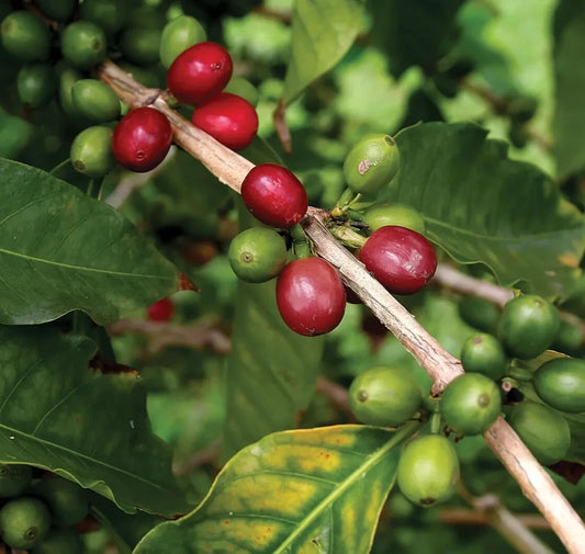 120+ Yirgacheffe Coffee Seeds (Coffea sp. / Premium Ethiopian Heirloom Arabica Coffee Cultivar Bean Seeds) – Premium Botanical Specimen Plant Seeds for Planting