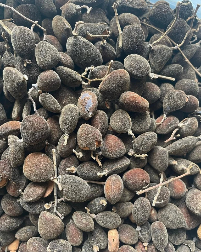 Velvet Tamarind Seeds (30+ Seeds) | Dialium indum | Exotic Tropical Tree Seeds | Rare Fruit Plant | Unique Garden Seeds