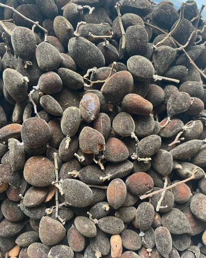 Velvet Tamarind Seeds (30+ Seeds) | Dialium indum | Exotic Tropical Tree Seeds | Rare Fruit Plant | Unique Garden Seeds