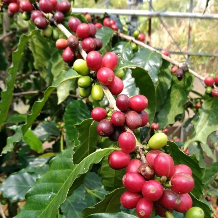 Ateng Jaluk Coffee Seeds (Coffea arabica) – 120 Premium Certified Sumatra Arabica Seeds for Planting