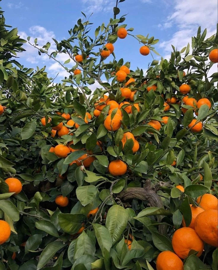 Hamlin Orange Seeds (Citrus Sinensis) – Certified Heirloom Sweet Citrus Fruit Crop for Planting