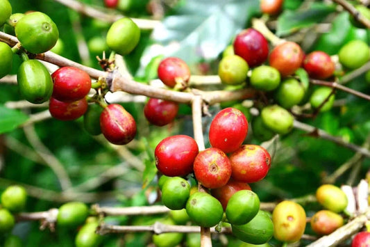 120+ Red Caturra Coffee Seeds (Coffea arabica var. caturra) – Premium Dwarf Arabica Coffee Bean Tree & Specialty Plantation Seeds for Planting