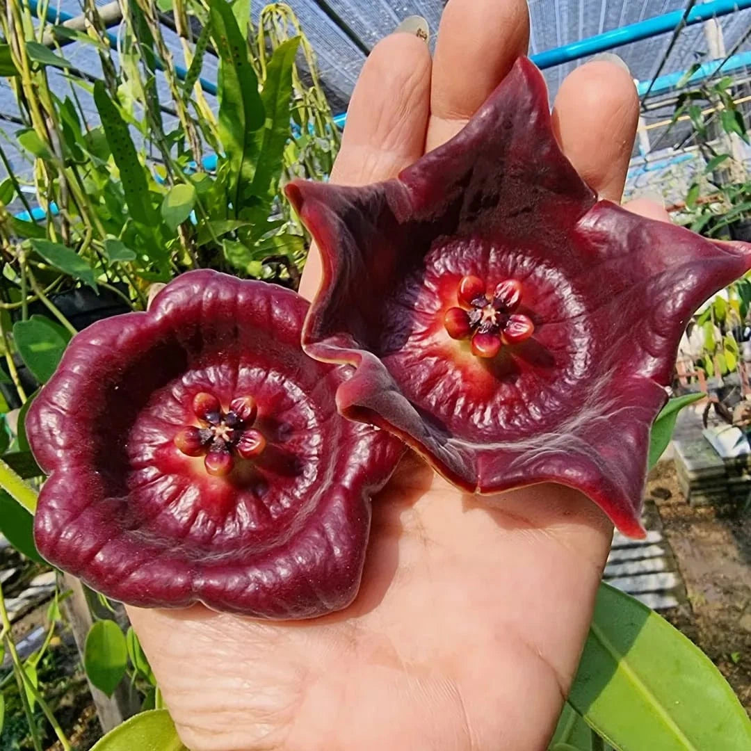Hoya gigas – Spectacular Large-Leaf Rare Tropical Wax Vine