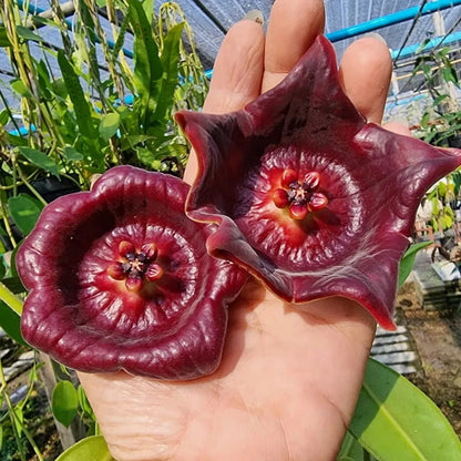 Hoya gigas – Spectacular Large-Leaf Rare Tropical Wax Vine