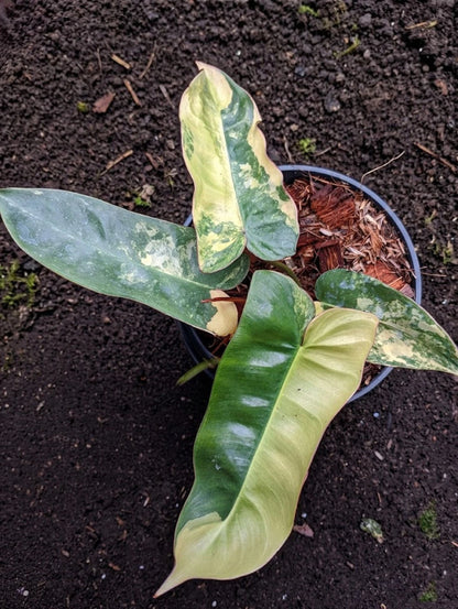 Philodendron 'Brown Beauty' – Rare Exotic Aroid