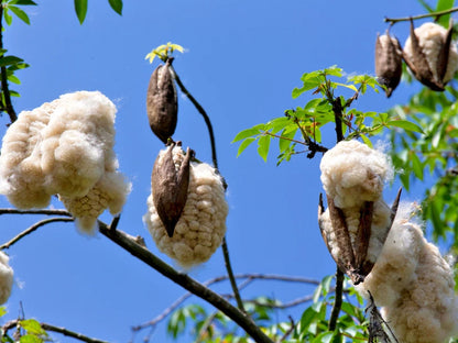 100+ Kapok Tree Seeds | Randu Cotton Tree | Ceiba Pentandra | Fast Growing Tropical Tree