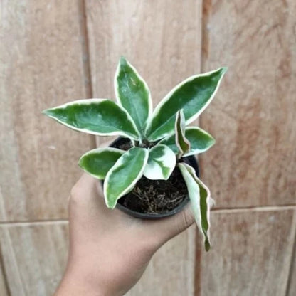 Stunning Hoya Carnosa Suzie Q – Rare Tropical Indoor & Outdoor Wax Plant