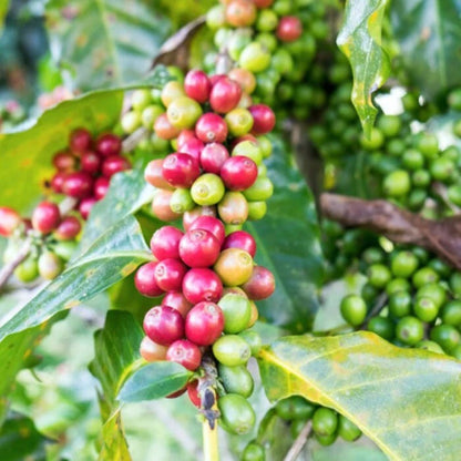 Premium Robusta Coffee Seeds (Coffea canephora 'Robusta') – 120+ Premium Fresh Ultra-Bold High-Caffeine Robusta Coffee Seeds for Planting