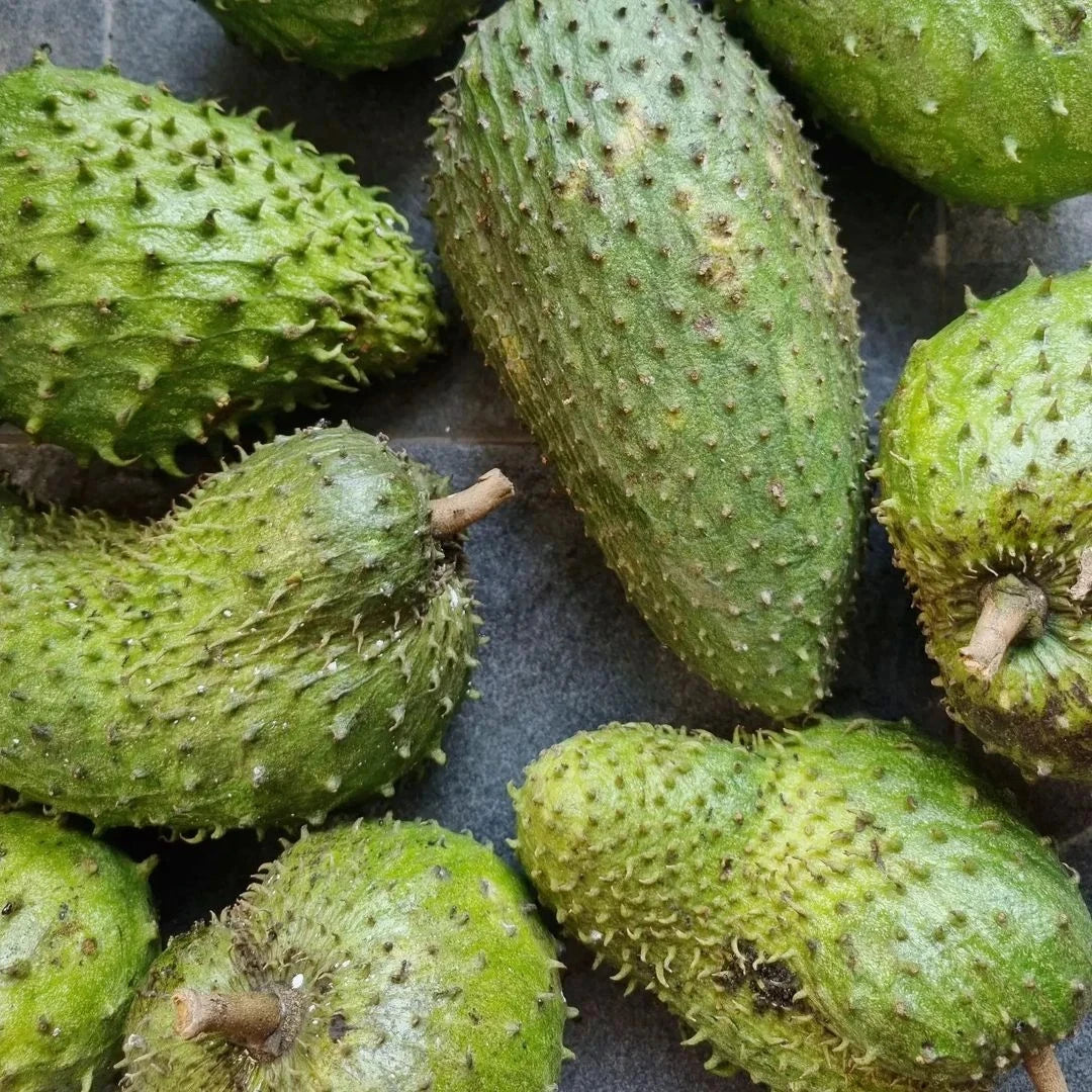 Mandalik Soursop Seeds (Annona muricata var. Mandalik) – Premium Certified High-Yield Sweet Guanabana Custard Apple Fruit Tree Seeds for Planting