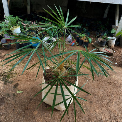 Coccothrinax crinita (Old Man Palm) - Rare Architectural Collector Specimen