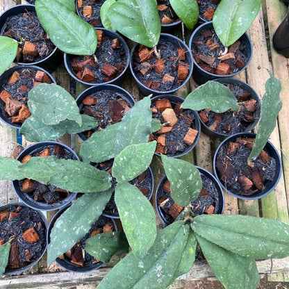 Hoya undulata – Iconic Wavy-Leaf Rare Tropical Wax Vine