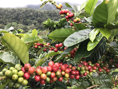 Argopuro Coffee Seeds (Coffea arabica) – Bulk Rare East Java Highland Specialty Coffee Beans for Planting