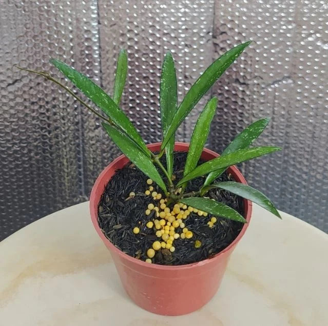 Stunning Hoya Bamboo Leaf Splash – Rare Tropical Indoor & Outdoor Wax Plant