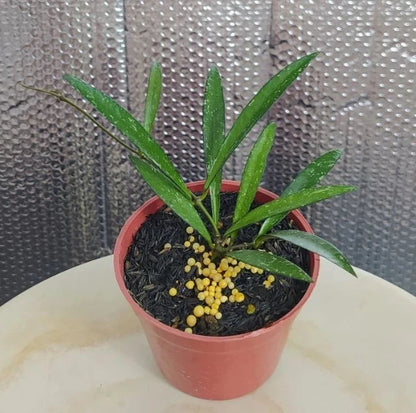 Stunning Hoya Bamboo Leaf Splash – Rare Tropical Indoor & Outdoor Wax Plant