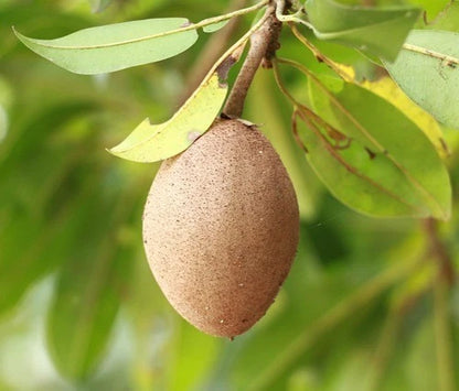 Premium Sapodilla Seeds var. Chiku Jantung (Manilkara zapota) – Chico Zapote Exotic Fruit Seeds for Planting (35 Pcs)