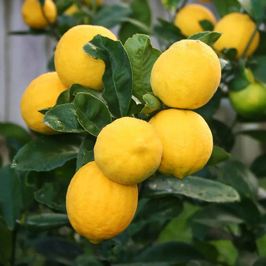 100++ Meyer Lemon Seeds (Citrus × meyeri) – Premium Quality