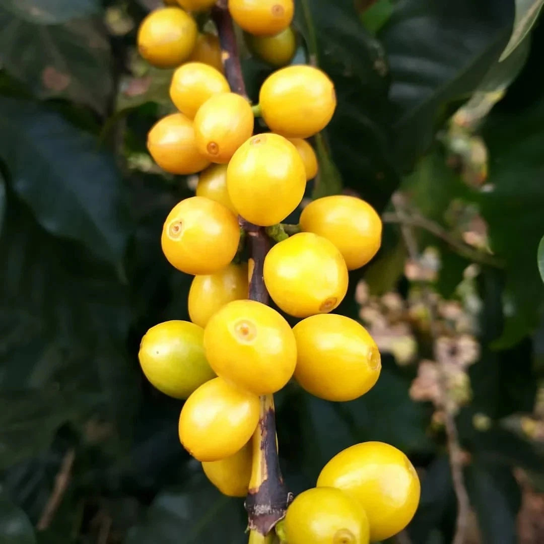 Yellow Catuai Coffee Seeds (120+ Bulk Seeds, Coffea sp. Catuai) – Premium Brazilian High-Yield Gourmet Coffee Bean Plant Seeds for Planting