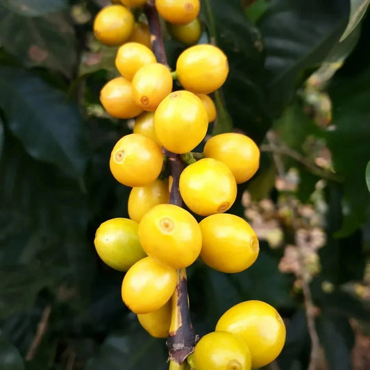 Yellow Catuai Coffee Seeds (120+ Bulk Seeds, Coffea sp. Catuai) – Premium Brazilian High-Yield Gourmet Coffee Bean Plant Seeds for Planting