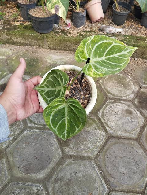 Anthurium Magnificum x Silver Blush Variegated – Mature Rare Velvet Hybrid Specimen (Real Picture Verified)