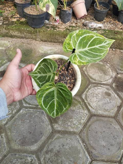 Anthurium Magnificum x Silver Blush Variegated – Mature Rare Velvet Hybrid Specimen (Real Picture Verified)