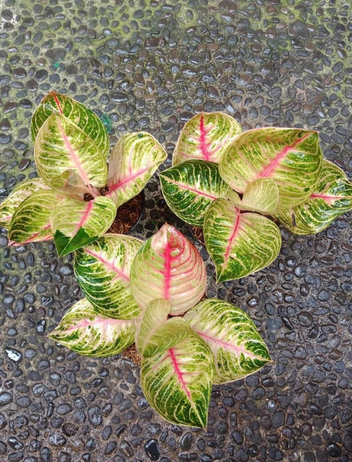 Rare Aglaonema Moonlight Live Plant - Premium Tropical Silver Green Houseplant