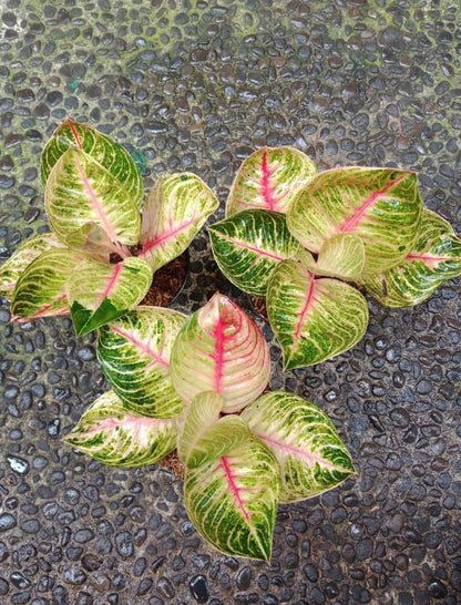 Rare Aglaonema Moonlight Live Plant - Premium Tropical Silver Green Houseplant