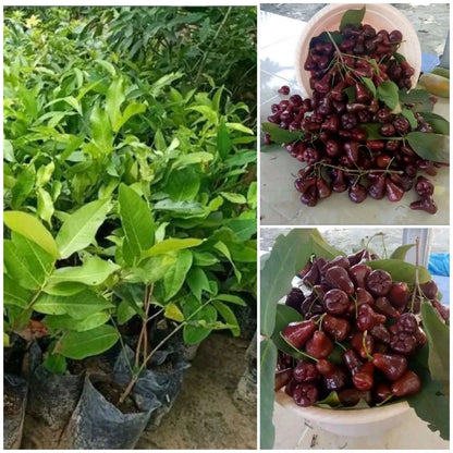 Black Diamond Water Apple Grafted Seedling (Syzygium samarangense) – Premium Fast-Fruiting Wax Jambu (Free Phytosanitary Certificate)