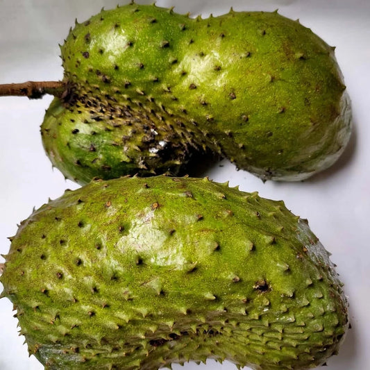 100+ Madu Soursop Seeds (Annona muricata / Sweet Honey Graviola / Indonesian Premium Fruit) – Premium Exotic Fruit Tree & Orchard Seeds for Planting