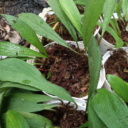 Homalomena hasei 'Sumatera' - Rare Tropical Aroid