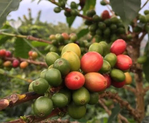 Typica Indian Coffee Seeds (Coffea arabica var. Typica India) – Premium Heirloom Monsoon-Grown Specialty Coffee Bean Seeds for Planting (100 Pcs)