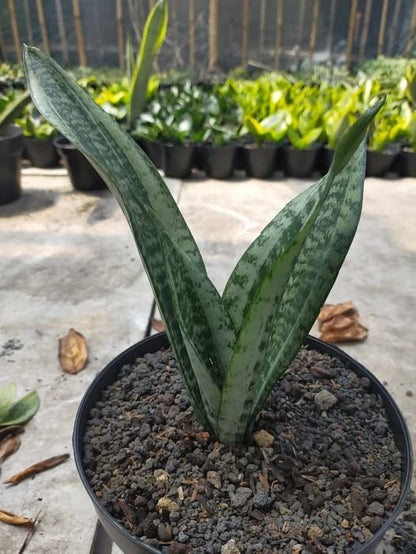 Sansevieria Trifasciata 'Moonshine Mutation' – Rare Tropical Silvery-Mint Variegated Snake Plant Specimen (Dracaena trifasciata)