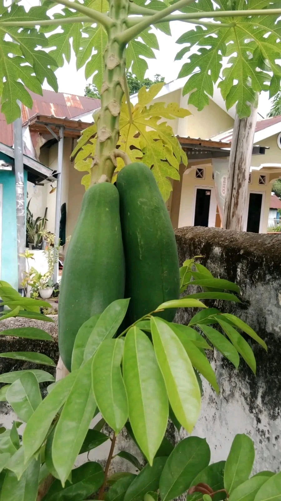 Bangkok Papaya Seeds (Carica papaya L.) – 150++ Premium Fresh Big-Size Giant Thai Papaya Seeds