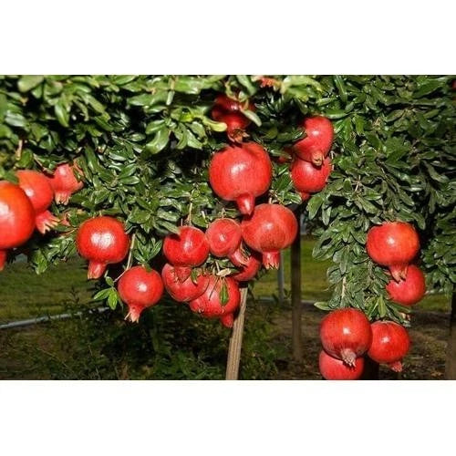 100+ Red Indian Pomegranate Seeds (Punica granatum var. Red Indian) – Premium Exotic Deep Red Orchard Fruit Plant Seeds for Planting