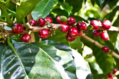 Starmaya Coffee Seeds (Coffea arabica 'Starmaya') – 2000+ Premium Fresh Bulk F1 Hybrid Specialty Coffee Seeds for Planting