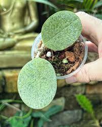 Hoya sp Kapuas Hulu Silver Round Leaves Rare Wax Plant | Tropical Indoor Outdoor Hoya | Collector Houseplant