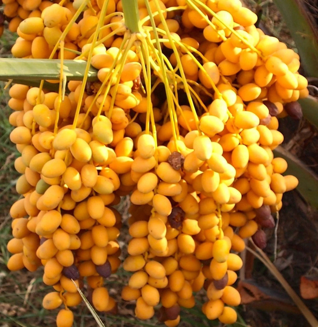 Shishi Date Palm Seeds (Phoenix dactylifera) – 35+ Premium Sweet Arabian Date Seeds
