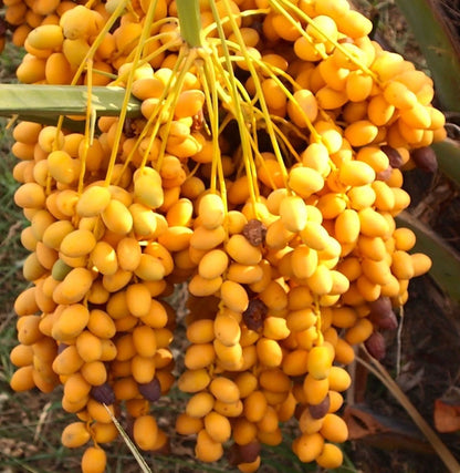 Shishi Date Palm Seeds (Phoenix dactylifera) – 35+ Premium Sweet Arabian Date Seeds