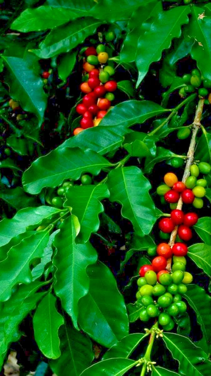 120+ Tim Tim Coffee Seeds (Coffea sp.) – High Yield Premium Variety Certified Crop Seeds for Planting