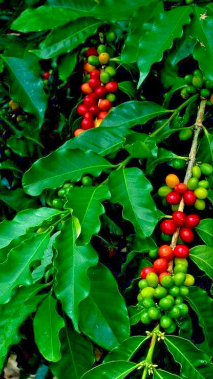120+ Tim Tim Coffee Seeds (Coffea sp.) – High Yield Premium Variety Certified Crop Seeds for Planting