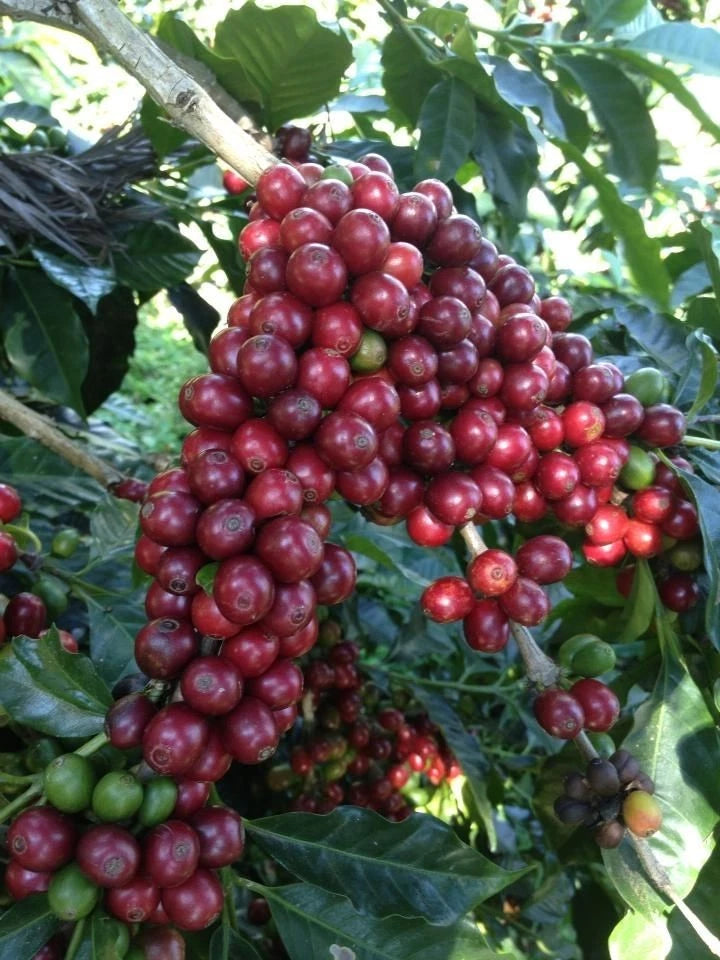 Caturra Red Coffee Seeds (Coffea arabica var. Caturra / Classic Highland Specialty Selection) – Premium Gourmet Specialty Coffee Plant Seeds for Planting