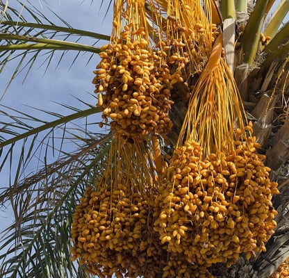 Lulu Date Palm Seeds (Phoenix dactylifera 'Lulu') – 35 pcs Premium Fresh Rare Compact Sweet Lulu Yellow Dates Seeds for Planting