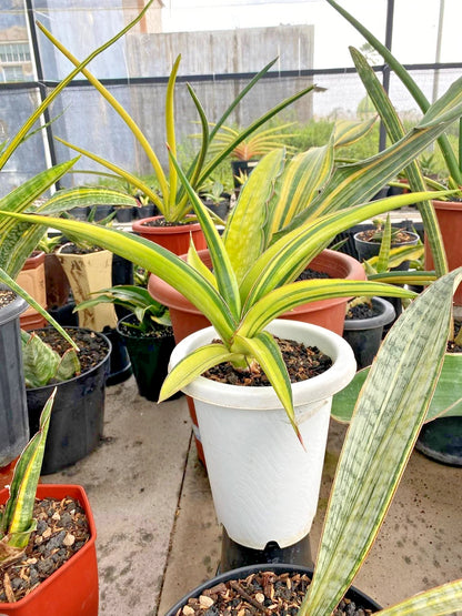 Sansevieria 'Pingthom' Variegated - Luxury Collector's Edition